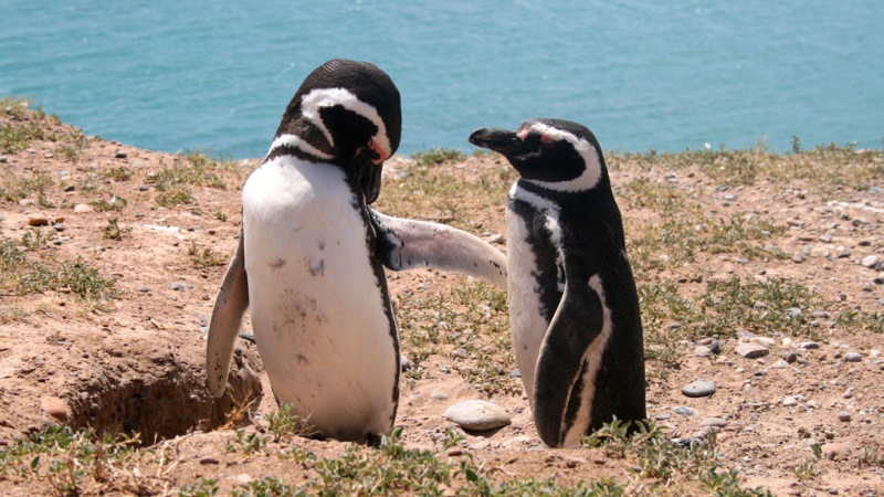 Puerto Madryn Downtown